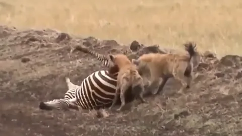 CLIP: Linh cẩu nhận cái kết đắng vì liều lĩnh “gọi hội” khiêu chiến sư tử