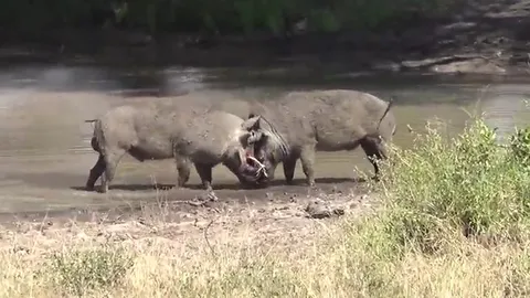 CLIP: Trận chiến sinh tử giữa hai con heo rừng