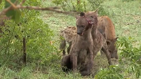 CLIP: Rợn người khoảnh khắc linh cẩu bị cắn rớt tai trong cuộc chiến tranh giành quyền lực