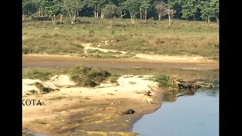 CLIP: Chó liều mình bơi qua sông, kết cục bi thảm trước hàm cá sấu