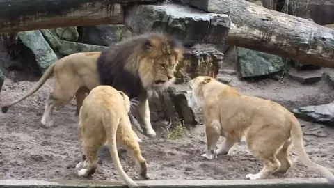 CLIP: Sư tử cái “nổi giận đùng đùng” vì chồng làm vuột mất con mồi