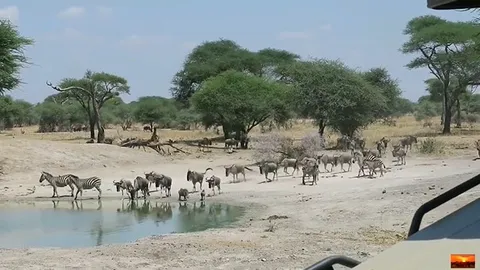 CLIP: Linh dương đầu bò thiệt mạng trong cuộc phục kích chớp nhoáng của sư tử