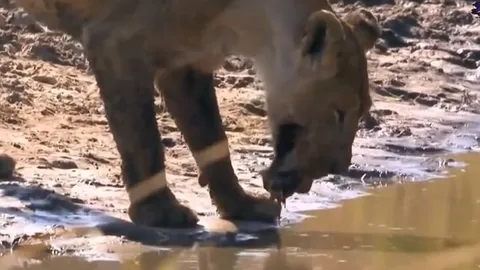 CLIP: Sư tử bỏ mạng sau cú phản công kinh hoàng của hà mã