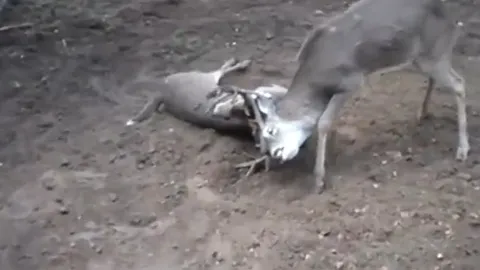 CLIP: Hươu đực suýt bỏ mạng vì bị đối thủ vặn "gãy cổ" trong trận chiến sinh tồn