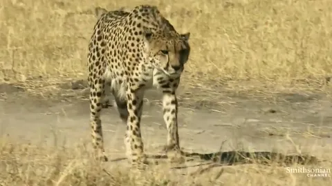 CLIP: Bị khỉ đầu chó truy đuổi, báo săn tháo chạy thoát thân