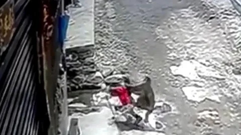 CLIP: Khỉ hoang táo tợn vào làng 'bắt cóc' bé gái 3 tuổi đi, người hàng xóm liều mình giải cứu kịp thời