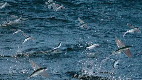 CLIP: Bầy cá chuồn bay lên không trung để thoát khỏi kẻ săn mồi