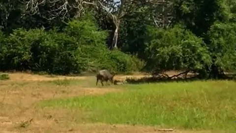 CLIP: Trâu rừng mẹ điên cuồng tấn công báo hoa mai để giải cứu nghé con và cái kết