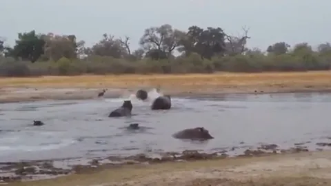 CLIP: Hà mã "tiếp tay" cho chó hoang hạ sát linh dương trong cuộc truy sát nghẹt thở