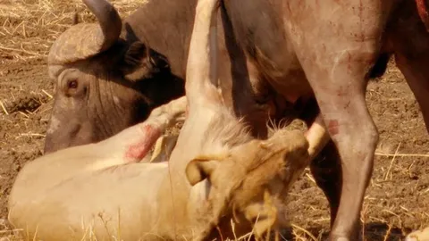 CLIP: Trận tử chiến giữa trâu rừng và bầy sư tử, cái kết không ai ngờ tới