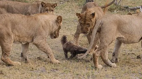 CLIP: Hai chú lửng mật “đánh bại” bầy sư tử sau màn tử chiến ngoạn mục