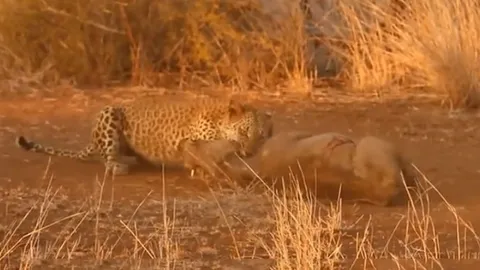 CLIP: Báo hoa mai đoạt mạng lợn rừng trong chớp mắt