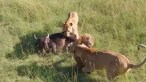 CLIP: Linh cẩu liều mạng lao vào giữa 2 con sư tử để cướp mồi