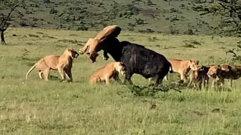 CLIP: Húc bay sư tử lên trời, trâu rừng vẫn không thể tránh khỏi cái kết thảm khốc