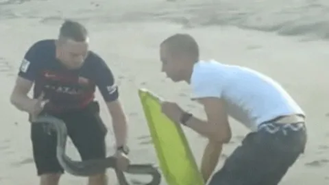 CLIP: Người đàn ông dùng tay không bắt 'cỗ quan tài di động' đang nằm phơi nắng trên bãi biển