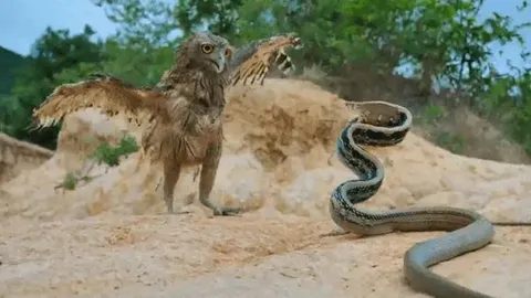 CLIP: Đi săn rắn, chim cú mèo suýt phải bỏ mạng