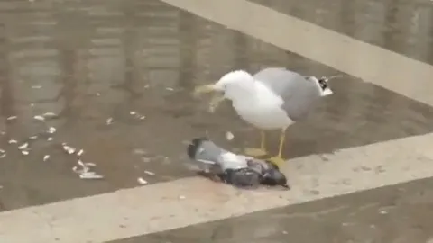 CLIP: Hải âu phát ra tiếng kêu lạ như "cười khoái trá" sau khi sát hại bồ câu