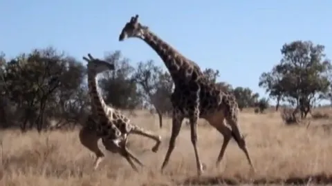 CLIP: Hươu cao cổ tung “thiết đầu công”, hạ gục đối thủ trong chớp mắt