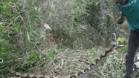 CLIP: Bị đe dọa, trăn gấm nổi điên tấn công người đàn ông và cái kết