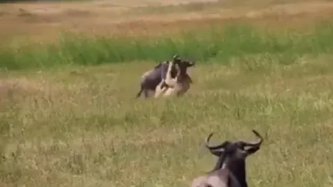 CLIP: Linh cẩu bất ngờ “giải cứu” linh dương đầu bò khỏi nanh vuốt sư tử