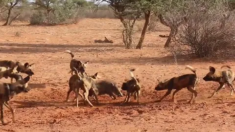 CLIP: Heo rừng đơn độc liều mình chống trả trong vòng vây chó hoang châu Phi