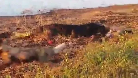 CLIP: Cá sấu khổng lồ bất ngờ lao lên bờ, cướp trắng bữa tiệc của bầy chó hoang