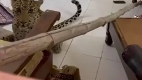 CLIP: Báo hoa mai đột nhập vào phòng, cả khách sạn lập tức náo loạn