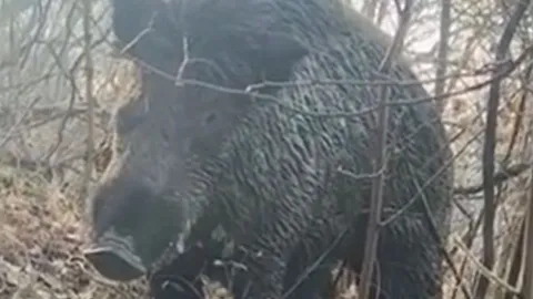 CLIP: Đang chăn cừu, người đàn ông đụng độ lợn rừng 'khủng' và cái kết khiến người xem 'thót tim'