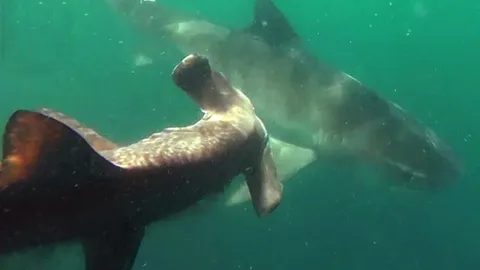 CLIP: Cá mập đầu búa bị cá mập hổ “xử” ngay khi mắc câu, cái chết oan uổng giữa đại dương