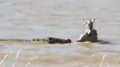 CLIP: Cuộc chiến sinh tử giữa ngựa vằn và cá sấu sông Nile