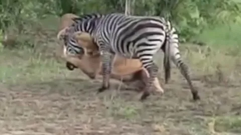 CLIP: Ngựa vằn mải ăn, trả giá bằng cả mạng sống