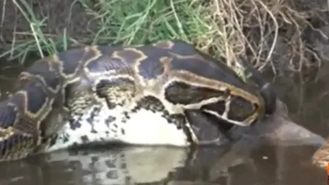 CLIP: Trăn khổng lồ “ôm hận” vì cố nuốt linh dương khổng lồ