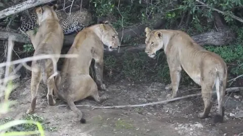 CLIP: Báo hoa mai đơn độc tử chiến với bầy sư tử dữ tợn