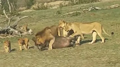 CLIP: Sư tử dạy con săn mồi, trâu rừng non trở thành "vật thí nghiệm" bi thảm
