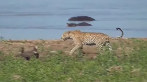 CLIP: Báo hoa mai liều lĩnh lao vào giữa bầy cá sấu để cướp mồi