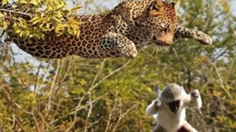 CLIP: Báo hoa mai tung “khinh công” săn khỉ trên cây và cái kết