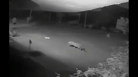 CLIP: Liều lĩnh đột nhập nhà dân, báo hoang sát hại chó ngay giữa sân