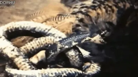 CLIP: Cú mèo bị rắn chuột Nga phản kháng dữ dội, suýt mất mạng khi săn mồi