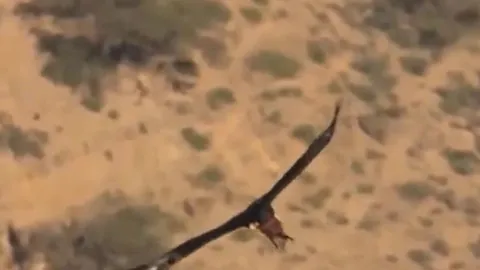 CLIP: Đại bàng đực làm mồi nhử giúp đại bàng cái tung đòn kết liễu chuột đá