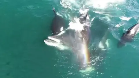 CLIP: Cá voi sát thủ phối hợp hạ gục cá voi khổng lồ trong màn săn mồi tàn bạo