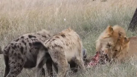 CLIP: Bất ngờ khoảnh khắc sư tử “hào phóng” chia sẻ mồi với bầy linh cẩu