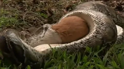 CLIP: Xem thường sức mạnh của trăn, thỏ bị hạ sát trong chớp mắt