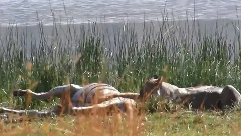 CLIP: Cuộc chiến sinh tồn nghẹt thở giữa sư tử và ngựa vằn mang thai