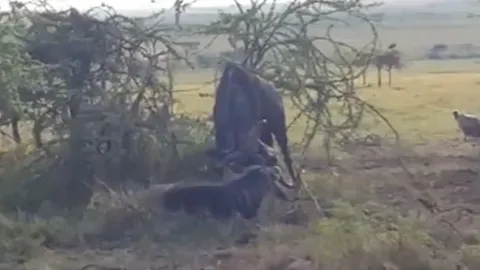CLIP: Linh dương đầu bò tử nạn sau trận chiến sinh tử, linh cẩu ung dung hưởng lợi