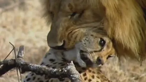 CLIP: Cuộc đụng độ đẫm máu, báo săn chết thảm dưới móng vuốt hai sư tử đực