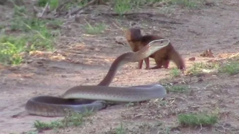CLIP: Cầy mangut liều lĩnh tấn công rắn mamba khổng lồ