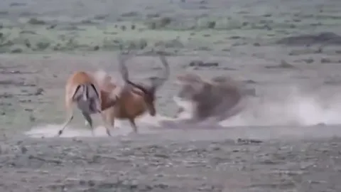 CLIP: Linh dương bỏ mạng đáng tiếc vì mải ác chiến với đồng loại