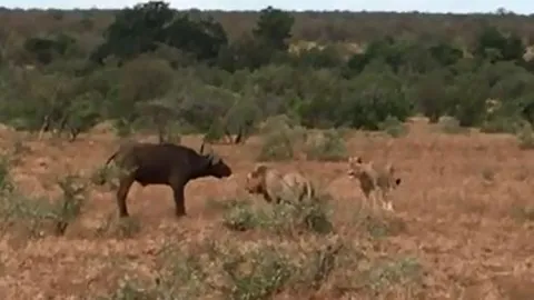 CLIP: Đàn trâu rừng phản công dữ dội khiến sư tử 'vắt chân lên cổ' bỏ chạy