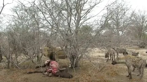 CLIP: Sư tử đơn độc đối đầu 20 con linh cẩu vì miếng ăn và cái kết