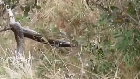 CLIP: Trăn khổng lồ bị lửng mật ong "át vía" trong cuộc đối đầu kịch tính